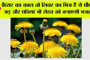 Health News: कैंसर का काल तो लिवर का मित्र है ये पौधा! जड़ और पत्तियां भी सेहत को बनाएगी मजबूत