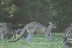 98 Kangaroos Death Case: 98 कंगारुओं की मौत के मामले में एक आरोपी गिरफ्तार