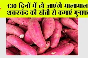 Sweet Potato Farming: 130 दिनों में हो जाएंगे मालामाल, शकरकंद की खेती से कमाएं मुनाफा