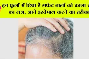 White Hair Problem: इन फूलों में छिपा है सफेद बालों को काला करने का राज, जाने इस्तेमाल करने का तरीका..