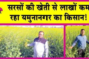 Mustard Farming: गेहूँ, गन्ने को छोड़कर सरसों की खेती की तरफ बढ़ रहा किसान!