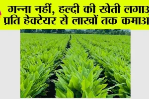 AGRICULTURE: गन्ना नहीं, हल्दी की खेती लगाओं, प्रति हेक्टेयर से लाखों तक कमाओं…
