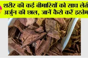Arjun Chaal Benefits: शरीर की कई बीमारियों को साध लेती है अर्जुन की छाल, जानें कैसे करें इस्तेमाल