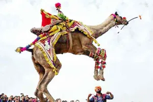 International Camel Festival: अंतराष्ट्रीय ऊंट उत्सव शुक्रवार से, बीकानेर हेरिटेज वॉक के साथ होगी शुरूआत
