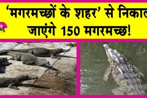 Crocodile News: ‘मगरमच्छों के शहर’ से 150 मगरमच्छ किए जाएंगे शिफ्ट