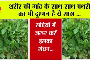 Health News: शरीर की गांठ के साथ-साथ पथरी का भी दुश्मन है ये साग, सर्दियों में जरूर करें इसका सेवन…