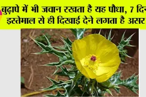 Satyanashi Plant Benefits: बुढ़ापे में भी जवान रखता है यह पौधा, 7 दिन के इस्तेमाल से ही दिखाई देने लगता है असर?…
