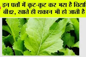 Vitamin B12: इन पत्तों में कूट-कूट कर भरा है विटामिन बी12, खाते ही थकान भी हो जाती है दूर