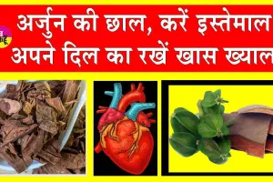Arjun Chaal Benefits: अर्जुन की छाल, दिल का रखती है खास ख्याल! खूबियों का खजाना है इसमें, स्वास्थ्य बनाए बेमिसाल