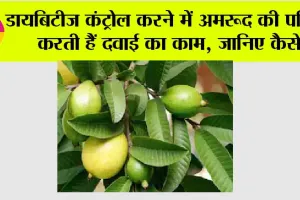 Guava Leaf for Diabetes: डायबिटीज कंट्रोल करने में अमरूद की पत्तियां करती हैं दवाई का काम, जानिए कैसे