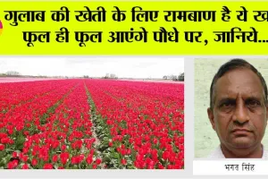 Gulab Ki Kheti: गुलाब की खेती के लिए रामबाण है ये खाद, फूल ही फूल आएंगे पौधे पर, जानिये….