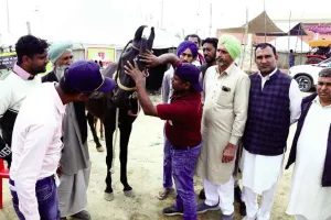 Hanumangarh Horse Fair: अश्व मेले में इस दिन होगी अश्वों की छोटी व बड़ी चाल प्रतियोगिता!