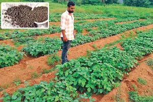 Urad Ki Kheti: उड़द की खेती