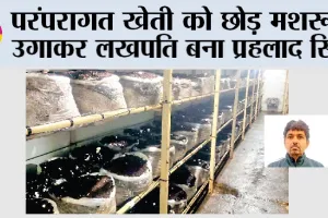 Agriculture News: परंपरागत खेती को छोड़ मशरूम उगाकर लखपति बना प्रहलाद सिंह