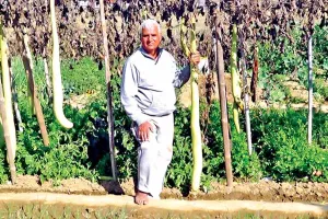 Agriculture News: किचन गार्डनिंग से उगाई कई सब्जियां, बनाए 16 रिकॉर्ड