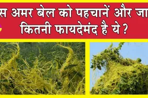 Amarbel Benefits: इस ‘अमृत फल’ में गुण बेशुमार, फायदे हजार! जानें किन-किन बीमारियों में है फायदेमंद