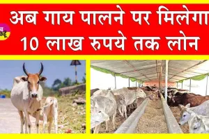 Amrit Dhara Yojana: गोवंश पालने पर आसानी से मिलेगा 10 लाख तक लोन! किसी गारंटर की भी जरूरत नहीं!