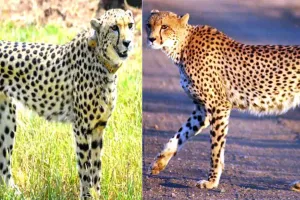 Project Cheetah at Kuno: कूनो की धरती पर पैर जमाते चीते, आज बदल रहा बाघों और हाथियों का व्यवहार!