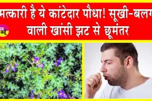 सूखी या बलगम वाली खांसी से हैं परेशान! इलाज में ये कांटेदार पौधा है रामबाण