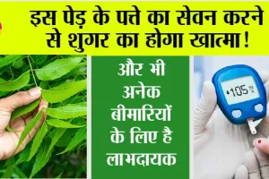 Diabetes: सेहत के लिए लाभदायक हैं इस पेड़ के पत्ते, सुबह खाली पेट करें सेवन, शुगर का होगा खात्मा