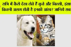 Dog And Cat Clearly See At Night: बिल्लियों और कुत्तों की आंखों की अद्भुत विशेषताएँ और उनकी रात में देखने की क्षमता
