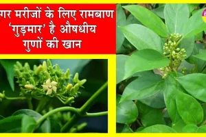 Gudmar Benefits: ‘गुड़मार’ शुगर मरीजों के लिए एक ऐसा रामबाण, जिसमें औषधीय गुणों का खजाना