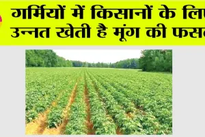 Moong Ki Kheti: गर्मियों में किसानों के लिए उन्नत खेती है मूंग की फसल