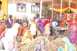 Saint MSG Tips: पूज्य गुरु संत डॉ. एमएसजी इन्सां के टिप्स व रहमत से मौजपुर धाम में उगे डेढ़-डेढ़ किलो के आलू