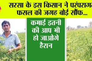 Kisan News: सरसा के इस किसान ने परंपरागत फसल की जगह बोई सौंफ, कमाई इतनी की आप भी हो जाओगे हैरान