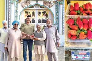 Strawberry: खूब चर्चाओं में हैं मौजपुर धाम की बिना खाद-स्प्रे की स्ट्रॉबैरी