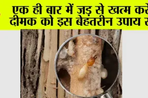 Termite Home Remedies: एक ही बार में जड़ से खत्म करे दीमक को इस उपाय से…