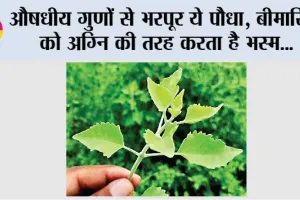 Top Health News: औषधीय गुणों से भरपूर ये पौधा, बीमारियों को अग्नि की तरह करता है भस्म