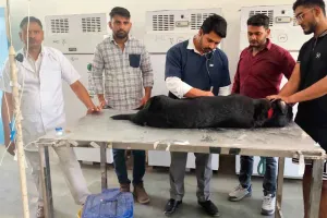 World Veterinary Day: भिवानी में विभिन्न कार्यक्रमों का हुआ आयोजन