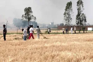 Crop Fire News: खेतों में अचानक आग लगने से 2 एकड़ में खड़े फाने व आधा एकड़ गेहूं की फसल जली