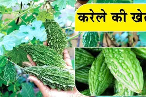 Karela ki Kheti: गेहूँ कटाई के बाद करें करेले की खेती