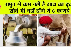 Badri Cow Milk Benefits: अमृत से कम नहीं है गाय का दूध, सोचे भी नहीं होंगे ये 6 फायदे