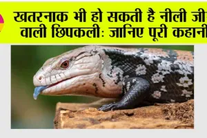 Blue Tongue: खतरनाक भी हो सकती है नीली जीभ वाली छिपकली: जानिए पूरी कहानी