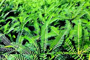 Dhaincha Crop: ढेंचा उगाने वाले किसानों के लिए सरकार का बड़ा ऐलान