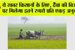 Kisan News: ये खबर किसानों के लिए, ढैंचा की बिजाई पर मिलेगा इतने रुपये प्रति एकड़ अनुदान