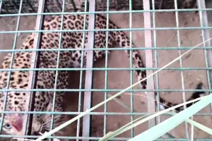 Leopard: आईएमटी क्षेत्र में तेंदुआ आया पकड़ में