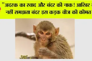 Monkey Animal Facts: “अदरक का स्वाद और बंदर की नाक! आखिर क्यों नहीं समझता बंदर इस कड़क चीज की कीमत?”