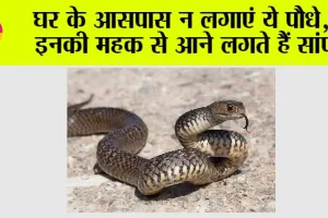 Snake: गर्मी में इन पौधों से बन सकता है साँपों का बसेरा, जाने अनजाने घर को न बनाएं नागों का अड्डा