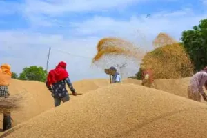 Wheat Procurement: गेहूं खरीद में केंद्र ने रचा रिकॉर्ड, 2025-26 के सीजन में अब तक 297 लाख टन की खरीद