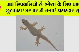 Chipkali Bhagane ke Upay: अब छिपकलियों से हमेशा के लिए पाएं छुटकारा! घर पर ही बनाएं असरदार स्प्रे