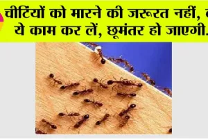 Home Remedy For Ants: चीटिंयों को मारने की जरूरत नहीं, बस ये काम कर लें, छूमंतर हो जाएगी…