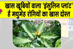 ‘Insulin Plant’: मीठे नाम वाले गंभीर और भयानक रोग ‘मधुमेह’ पर अंकुश लगाने वाला ये पौधा है बड़ा ही लाभकारी