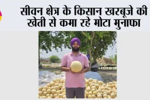 Kisan News: सीवन क्षेत्र के किसान खरबूजे की खेती से कमा रहे मोटा मुनाफा
