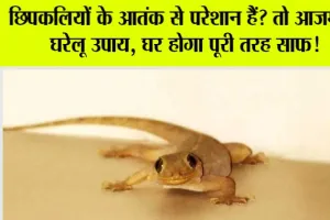 Lizard can be away from your Home: छिपकलियों के आतंक से परेशान हैं? तो आजमाएं घरेलू उपाय, घर होगा पूरी तरह साफ!