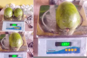 Mango India: आपने कभी नहीं देखे होंगे ऐसे सवा-सवा किलो के हापुस आम