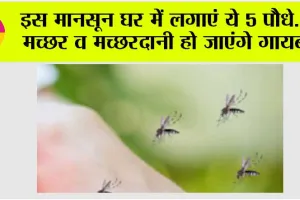 Mosquito Repellent Plants: इस मानसून घर में लगाएं ये 5 पौधे… मच्छर व मच्छरदानी हो जाएंगे गायब